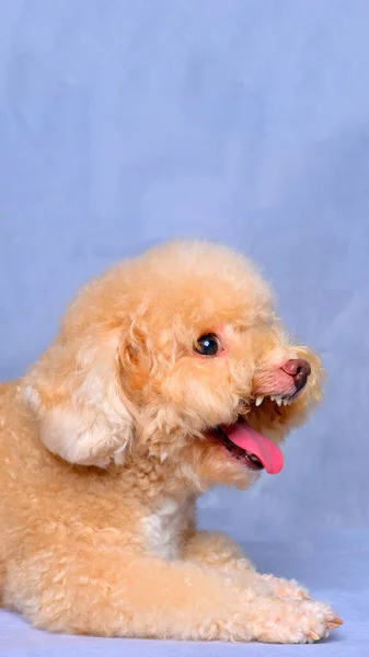 Cream Creamy Female Poodle Dog Photo Shoot Session Studio Red — Zdjęcie stockowe