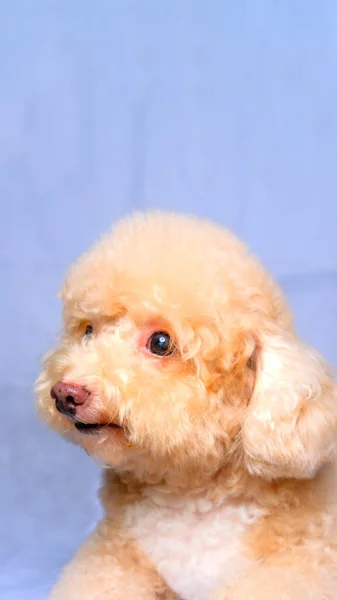 Cream Creamy Female Poodle Dog Photo Shoot Session Studio Red —  Fotos de Stock