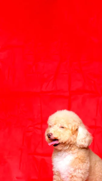 奶油色雌性狮子狗拍照会在有红色背景和快乐表情的工作室举行 — 图库照片