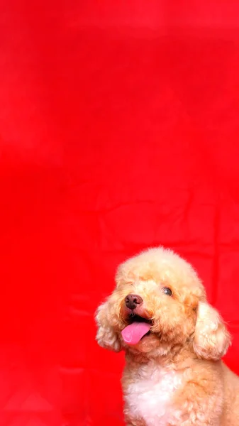 Cream Creamy Female Poodle Dog Photo Shoot Session Studio Red — Zdjęcie stockowe