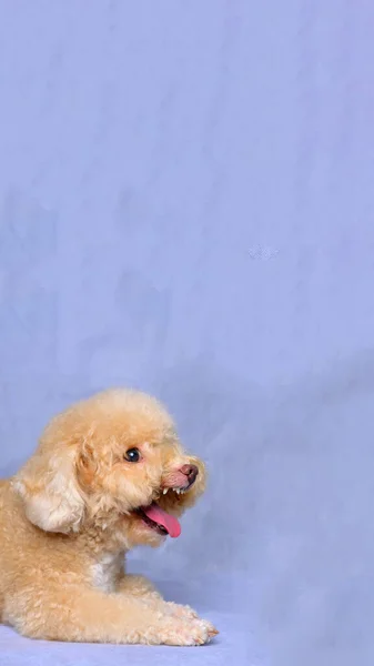 Cream Creamy Female Poodle Dog Photo Shoot Session Studio Red — стоковое фото