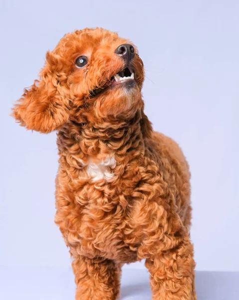 Çikolata Rengi Kaniş Köpeği Fotoğraf Çekimi Stüdyoda Gri Renkli Arka — Stok fotoğraf