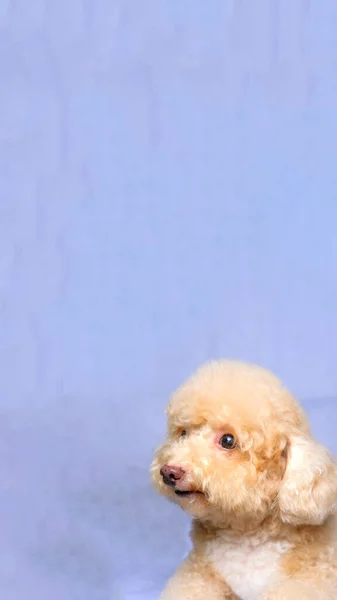 クリームクリーミー女プードル犬写真撮影会スタジオで赤灰色の青の背景と幸せな表情 — ストック写真