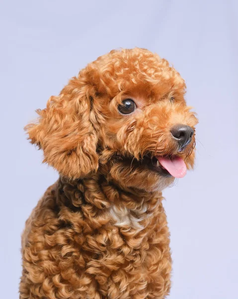 Chocolate Fur Color Poodle Dog Photo Shoot Session Studio Gray — Fotografia de Stock