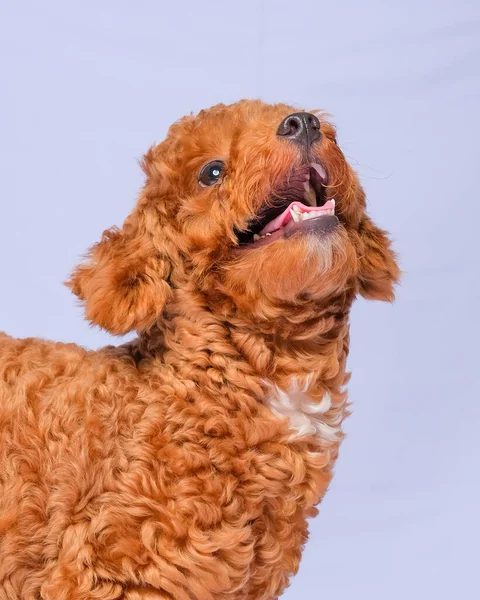 Çikolata Rengi Kaniş Köpeği Fotoğraf Çekimi Stüdyoda Gri Renkli Arka — Stok fotoğraf