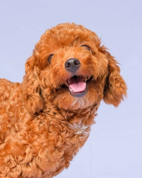 Chocolate Fur Color Poodle Dog Photo Shoot Session Studio Gray — Zdjęcie stockowe