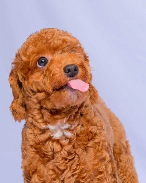 Chocolate Fur Color Poodle Dog Photo Shoot Session Studio Gray — стоковое фото
