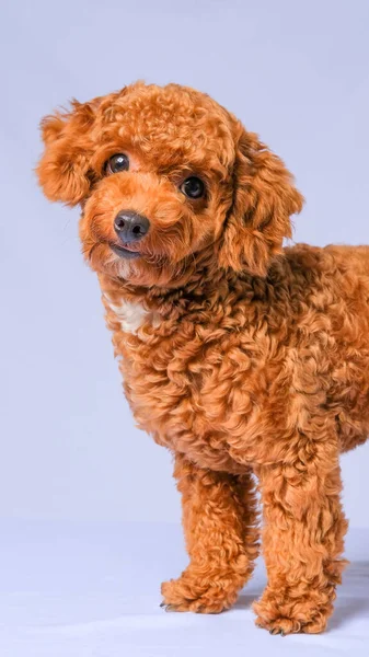 Chocolate Fur Color Poodle Dog Photo Shoot Session Studio Gray — Foto Stock