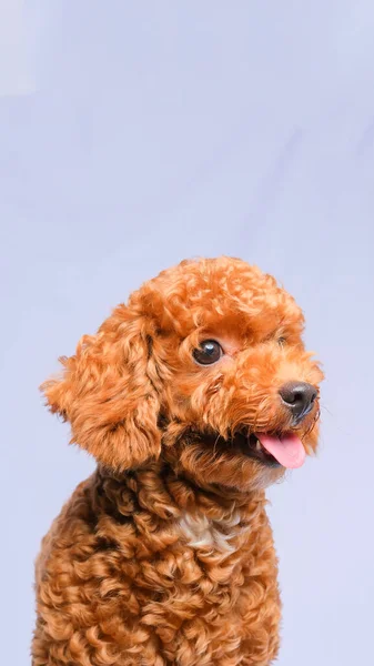 Chocolate Fur Color Poodle Dog Photo Shoot Session Studio Gray — стоковое фото