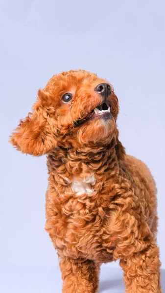 Chocolate Fur Color Poodle Dog Photo Shoot Session Studio Gray —  Fotos de Stock