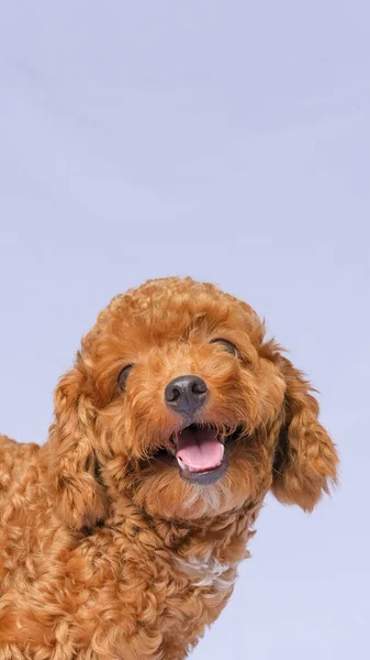 Σοκολάτα Γούνα Χρώμα Κανίς Σκύλου Φωτογράφηση Συνεδρία Στο Στούντιο Γκρι — Φωτογραφία Αρχείου