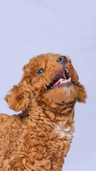 Chocolate Fur Color Poodle Dog Photo Shoot Session Studio Gray — Stock fotografie