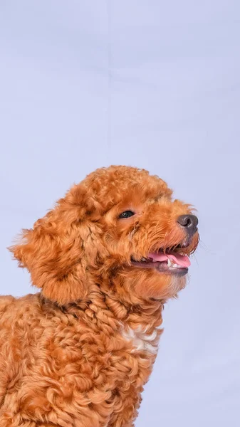 Schokolade Pelzfarbe Pudel Hund Foto Shooting Sitzung Studio Mit Grauer — Stockfoto