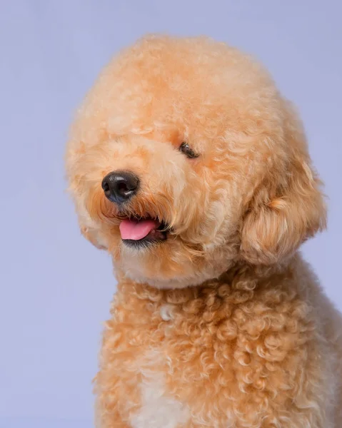 Cream Creamy Female Poodle Dog Photo Shoot Session Studio Gray — Zdjęcie stockowe