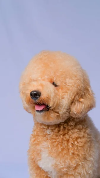 Cream Creamy Female Poodle Dog Photo Shoot Session Studio Gray — Fotografia de Stock