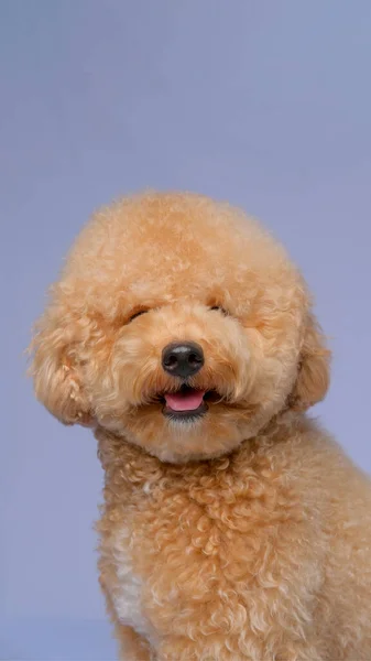 Cream Creamy Female Poodle Dog Photo Shoot Session Studio Gray — Stock fotografie