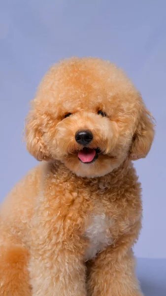 クリームクリーミー女プードル犬写真撮影会スタジオでグレーブルーの背景と幸せな表情 — ストック写真