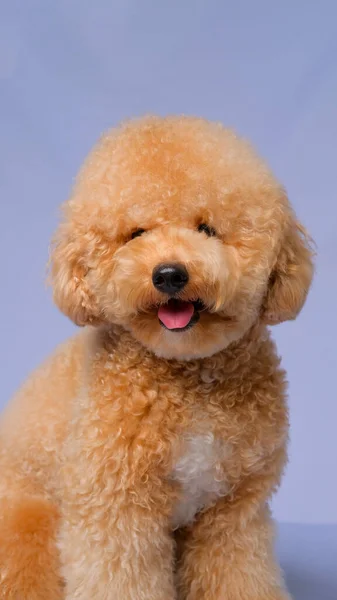 Cream Creamy Female Poodle Dog Photo Shoot Session Studio Gray — Zdjęcie stockowe