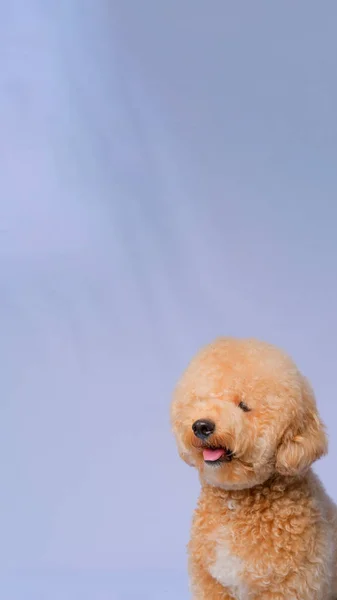 Cream Creamy Female Poodle Dog Photo Shoot Session Studio Gray — стоковое фото