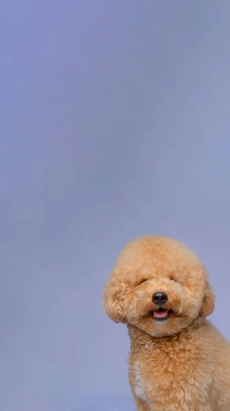 Κρέμα Κρεμώδες Θηλυκό Σκυλάκι Φωτογράφηση Συνεδρία Στο Στούντιο Γκρι Μπλε — Φωτογραφία Αρχείου