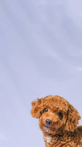 Schokolade Pelzfarbe Pudel Hund Foto Shooting Sitzung Studio Mit Grauer — Stockfoto