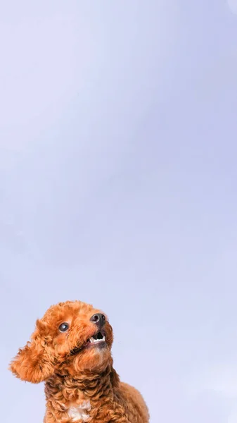 Chocolate Fur Color Poodle Dog Photo Shoot Session Studio Gray — стоковое фото