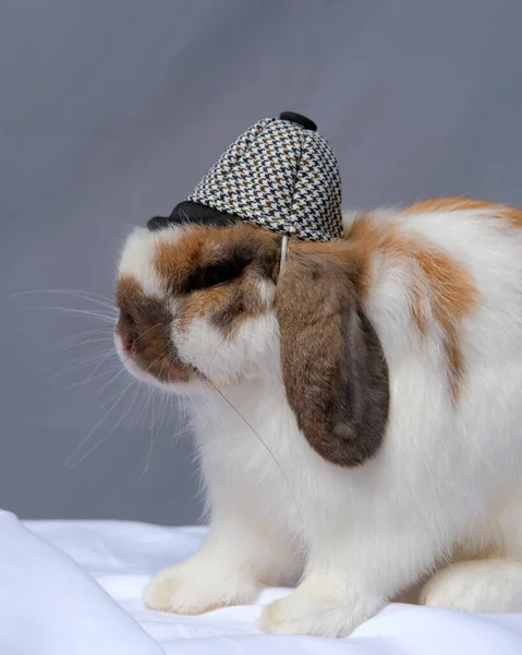 Man Holland Loop Kanin Med Hatt Husdjur Fotografering Foto Skjuta — Stockfoto