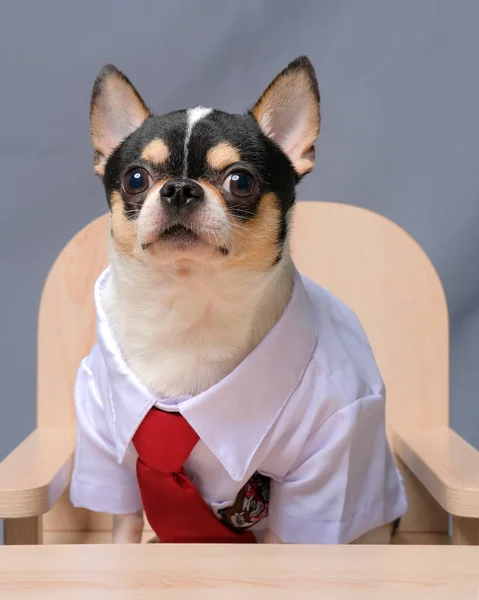 Male Chihuahua Photoshoot Studio Session Pet Dog Photography Property Background — Stockfoto