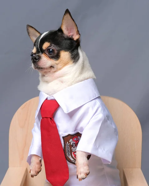 Mężczyzna Chihuahua Sesja Zdjęciowa Studio Pet Dog Fotografia Nieruchomości Tła — Zdjęcie stockowe