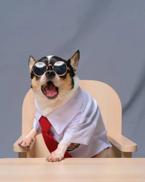 Male Chihuahua Photoshoot Studio Session Pet Dog Photography Property Background — Zdjęcie stockowe