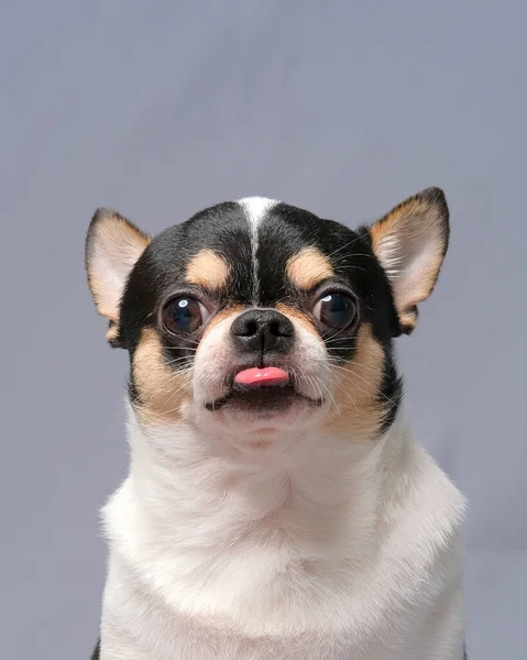 Samec Chihuahua Photoshoot Studio Session Pet Dog Fotografie Majetkem Pozadí — Stock fotografie