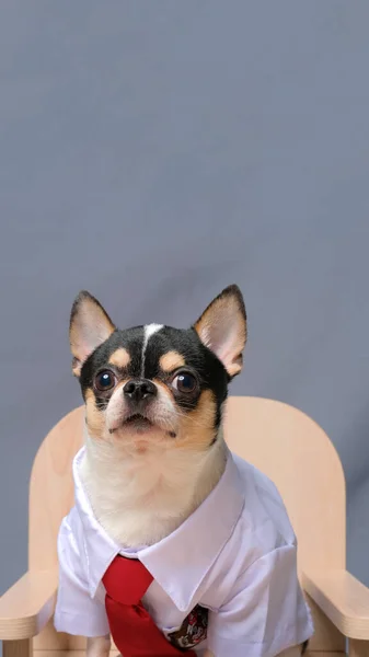 Αρσενικό Φωτογράφηση Chihuahua Στούντιο Συνεδρία Κατοικίδιο Ζώο Φωτογραφία Σκύλου Ιδιοκτησία — Φωτογραφία Αρχείου