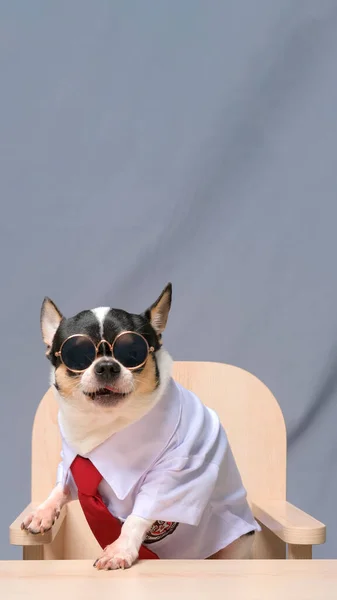 Male Chihuahua Photoshoot Studio Session Pet Dog Photography Property Background — Stock Photo, Image