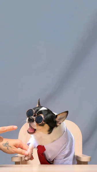 Male Chihuahua Photoshoot Studio Session Pet Dog Photography Property Background — стоковое фото