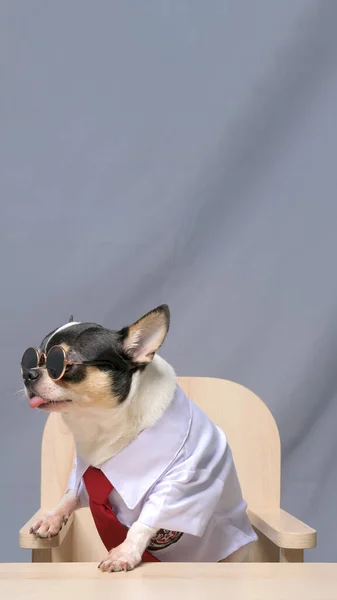 Mężczyzna Chihuahua Sesja Zdjęciowa Studio Pet Dog Fotografia Nieruchomości Tła — Zdjęcie stockowe