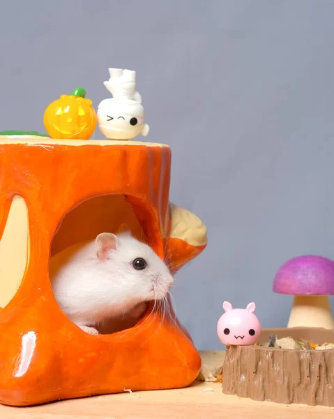 Fotoshoot Studio Sessie Van Hamster Met Haar Oranje Huis Met — Stockfoto