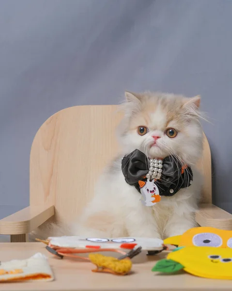 Gray White Female Persian Fluffy Cat Photo Shoot Session Studio — Photo