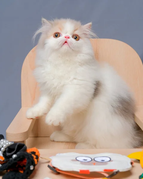 Gray White Female Persian Fluffy Cat Photo Shoot Session Studio — Foto de Stock
