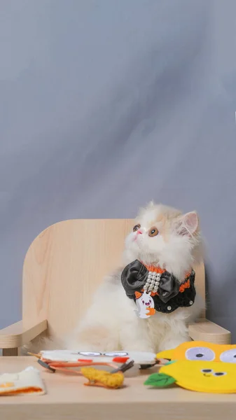 Gri Beyaz Kadın Pers Tüylü Kedi Fotoğraf Çekimi Stüdyosu Beyaz — Stok fotoğraf