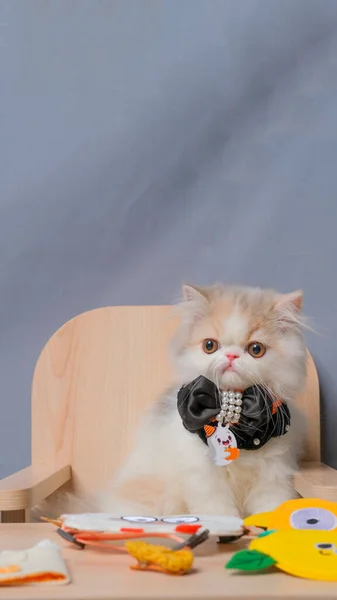 Gray White Female Persian Fluffy Cat Photo Shoot Session Studio — Stock fotografie
