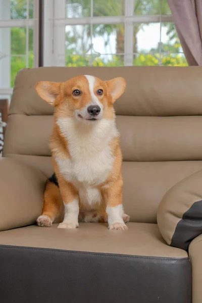 Man Pembroke Walesiska Corgi Photoshoot Studio Session Sällskapsdjur Fotografering Huset — Stockfoto