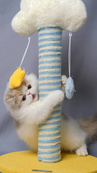 Gray White Female Persian Fluffy Cat Photo Shoot Session Studio — Stock Fotó