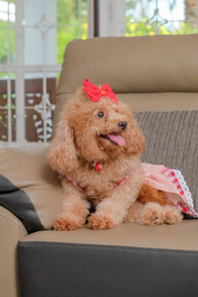 Chocolate Fur Color Poodle Dog Photo Shoot Session Studio Gray — Stock Photo, Image