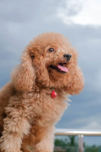 Chocolate Fur Color Poodle Dog Photo Shoot Session Studio Gray — Fotografia de Stock