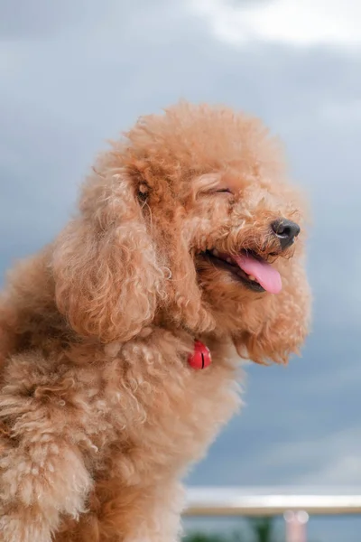 Chocolate Fur Color Poodle Dog Photo Shoot Session Studio Gray — Stock Photo, Image