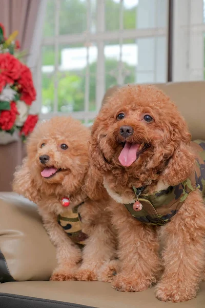 Chocolate Fur Color Poodle Dog Photo Shoot Session Studio Gray — Stock Photo, Image