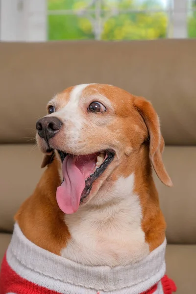 Female Beagle Dog Photo Shoot Session Pet Photography House Cute — Foto Stock
