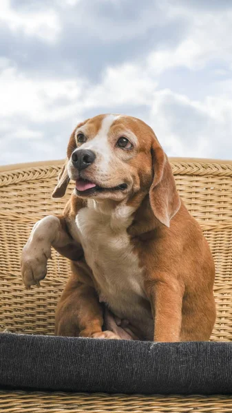 Női Beagle Kutya Fotózás Munkamenet Kisállat Fotózás Házban Aranyos Kifejezés — Stock Fotó