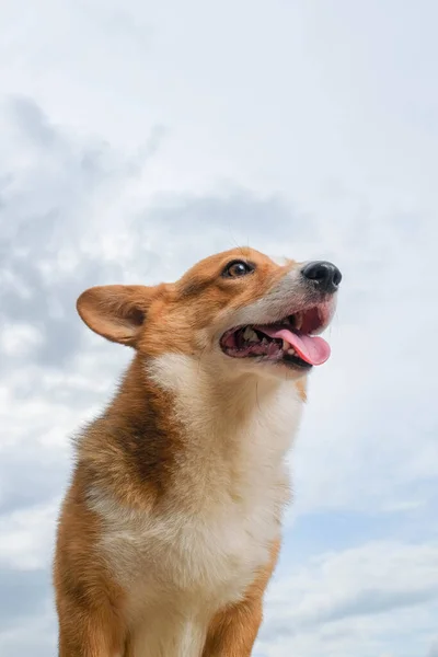 Perempuan Pembroke Welsh Corgi Photoshoot Studio Sesi Fotografi Hewan Peliharaan — Stok Foto