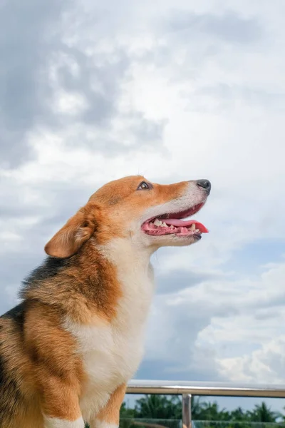 Feminino Pembroke Galês Corgi Photoshoot Estúdio Sessão Pet Fotografia Fora — Fotografia de Stock